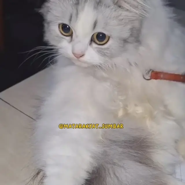 Kucing yang Dicekoki Miras