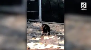 Seekor simpanse memukul 7 ekor anak itik hingga mati di kebun binatang Taronga, Sidney. Insiden itu direkam oleh pengunjung kebun binatang.