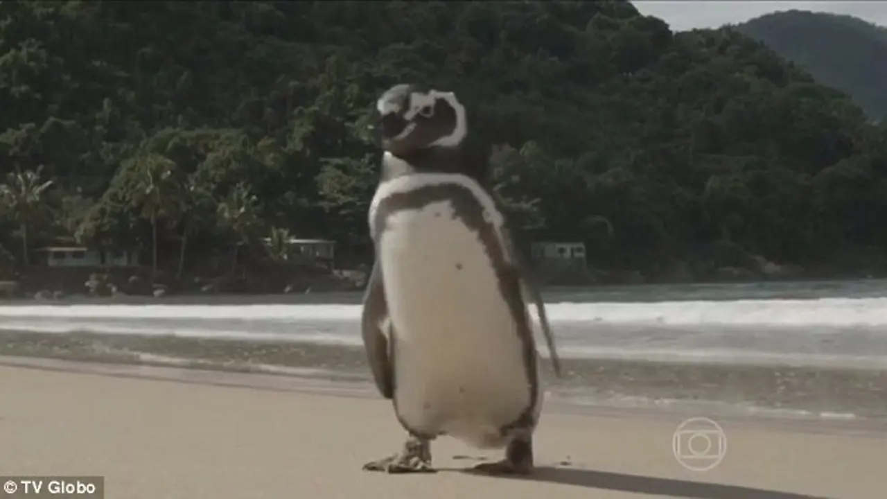 Penguin