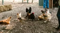 9 Ide Pakan Ayam Kampung dari Serangga Alami Pekarangan yang Bergizi, Tekan Biaya