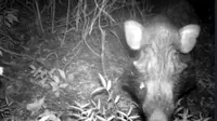 Javan warty pig atau babi kutil (Sus verrucosus) tertangkap kamera (Chester Zoo)