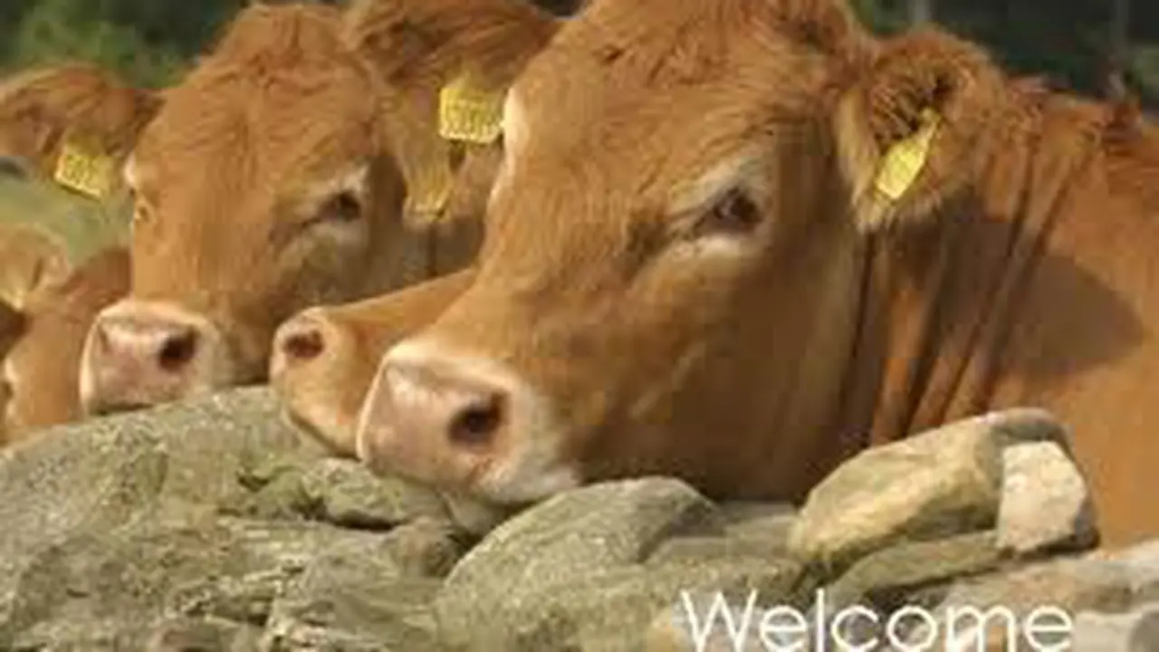 Sapi