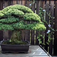 Berusia 391 tahun, Bonsai ini masih terus tumbuh hingga kini di Hiroshima, Jepang. (Via: boredpanda.com)