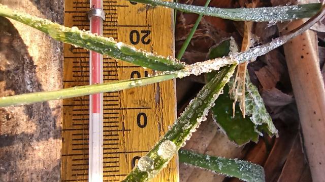 Embun es Dieng atau bun upas muncul pada musim hujan, Sabtu pagi, 18 Januari 2010. (Foto: Liputan6.com/Aryadi Darwanto untuk Muhamad Ridlo)