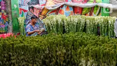 Pedagang menata bunga sedap malam di Pasar Bunga Rawa Belong, Jakarta Barat, Kamis (20/4/2023). Jelang perayaan Idul Fitri 1444 H, bunga sedap malam banyak diburu masyarakat sebagai hiasan saat merayakan Lebaran. (Liputan6.com/Angga Yuniar)