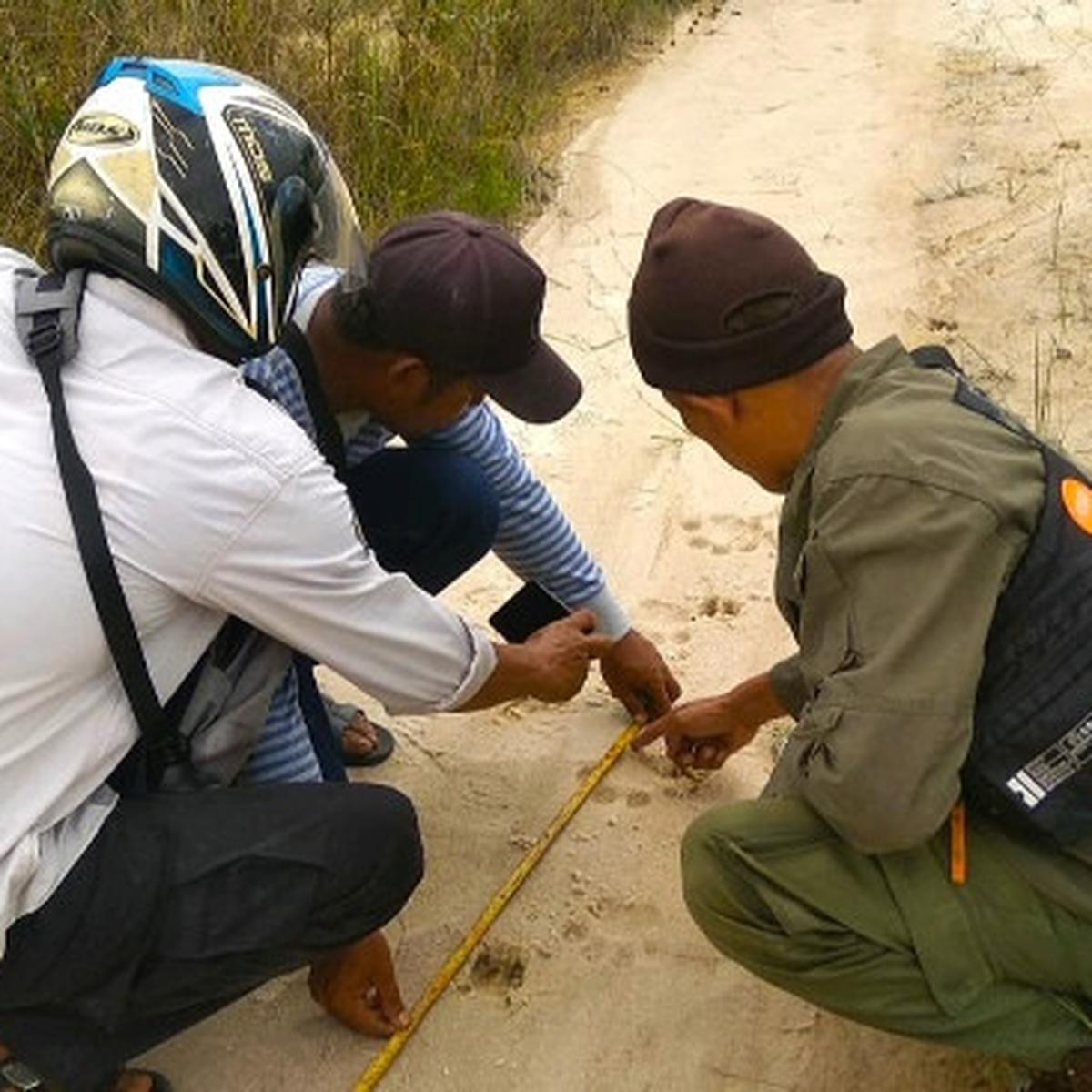 Harimau Mondar Mandir Di Permukiman Bbksda Riau Minta Warga Waspada Regional Liputan6 Com