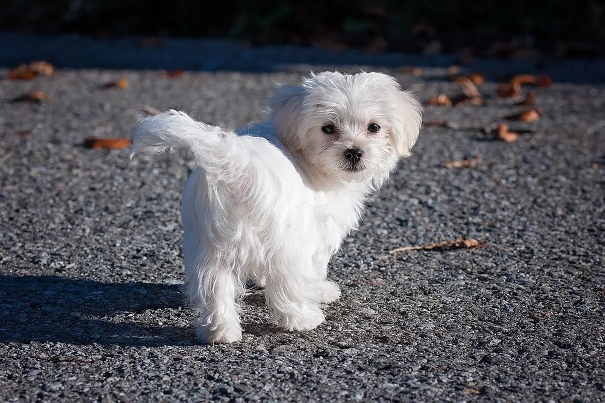 Jenis Anjing Kecil Lucu