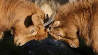 4 Zodiak yang Hobinya Selingkuh dan Punya Pacar Banyak