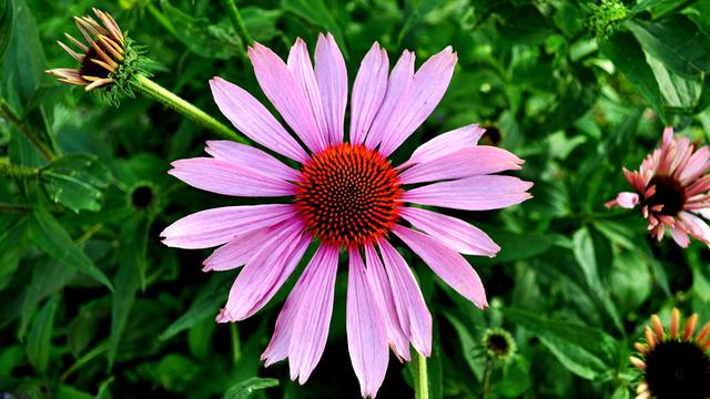 Echinacea