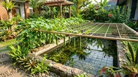 7 Inspirasi Kebun Mentimun Rambat di Atas Kolam Ikan: Estetik dan Produktif