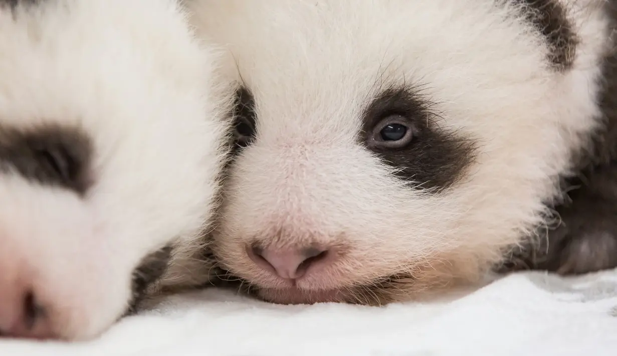 Dua anak panda kembar berusia dua bulan terlihat kebun binatang Zoologischer Garten di Berlin (1/11/2019). Dua anak panda kembar yang lahir pada tanggal 31 Agustus 2019 merupakan anak dari panda betina Meng Meng. (Stringer/Zoo Berlin/AFP)