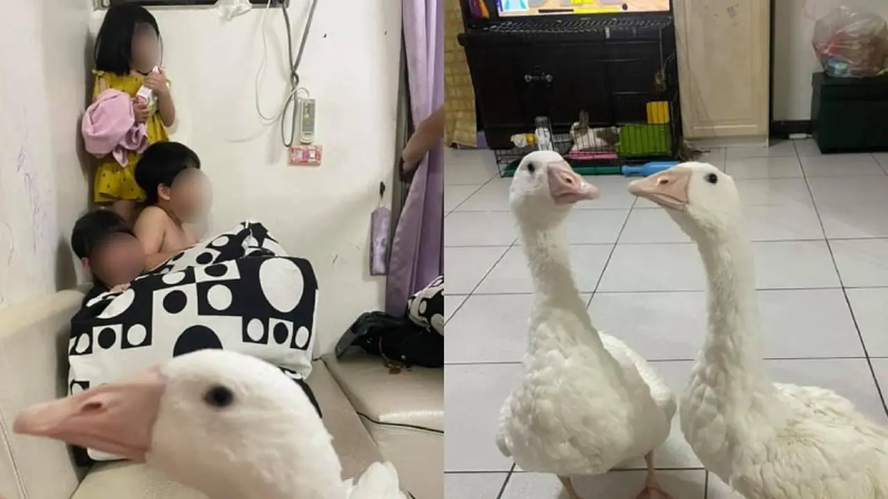 Angsa putih peliharaan