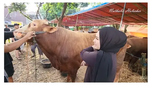 Pertama Kali Berkurban, Ini 9 Potret Nathalie Holscher Cari Hewan Kurban