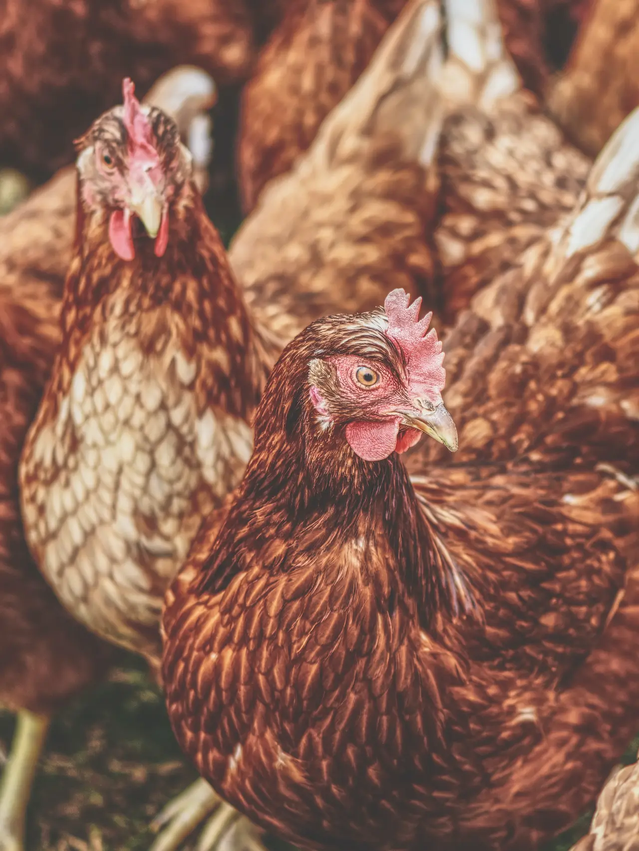 Diberi Ayam dalam Mimpi: Sebuah Simbol Keberuntungan dan Pertanda Baru