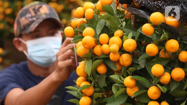 Jeruk Keberuntungan yang Diburu Jelang Imlek
