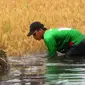 Puluhan hektare sawah di pesisir pantai Cianjur diterjang banjir rob (Achmad Sudarno/Liputan6.com)