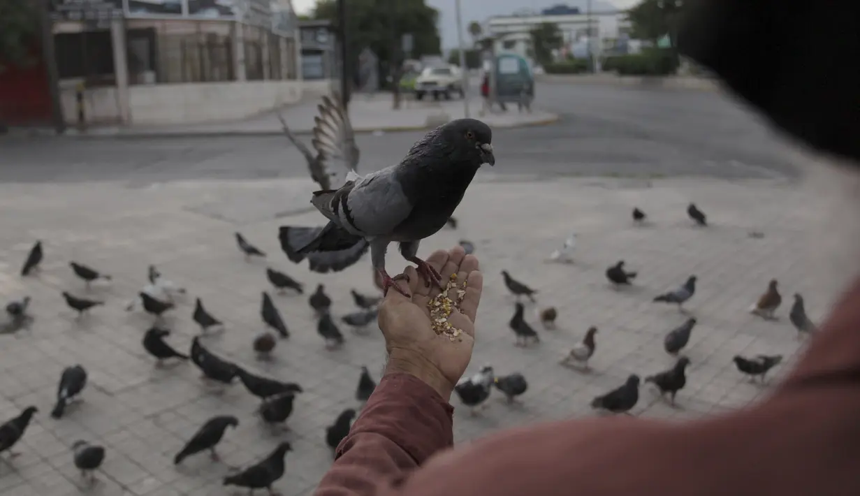 Sebuah merpati berdiri diitangan Yesus Moreno di pusat kota Monterrey, Meksiko (7/7/2015). Bagi Moreno, merpati melambangkan sebuah perdamaian dan memberi makan mereka adalah cara untuk berkomunikasi dengan Tuhan. (REUTERS/Daniel Becerril)