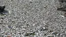 Ribuan ikan mati di sepanjang reklamasi pantai Ancol, Jakarta (30/11/2015). Ribuan ikan yang mati dan terdampar di pantai ini diduga akibat tercemar limbah industri. (Liputan6.com/Gempur M Surya)