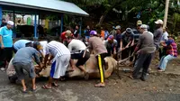 Sempat terjadi kehebohan saat sapi kurban Presiden Jokowi memberontak ketika akan disembelih (Liputan6.com/Yuliardi Hardjo)