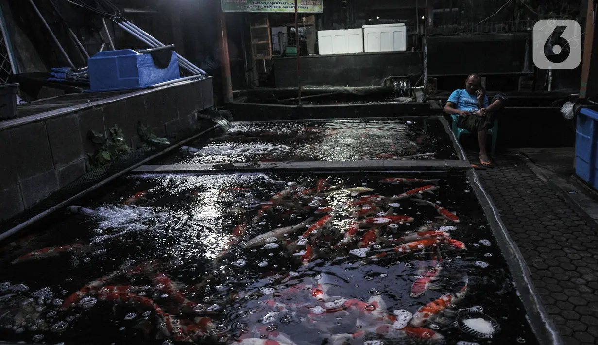 Pedagang menunggu pembeli di kios Pasar Ikan Hias Sumenep, Jakarta, Minggu (14/11/2021). Beberapa akun yang menjual ikan hias kemudian diblokir yang membuat pedagang ikan hias mengeluh. (merdeka.com/Iqbal S. Nugroho)