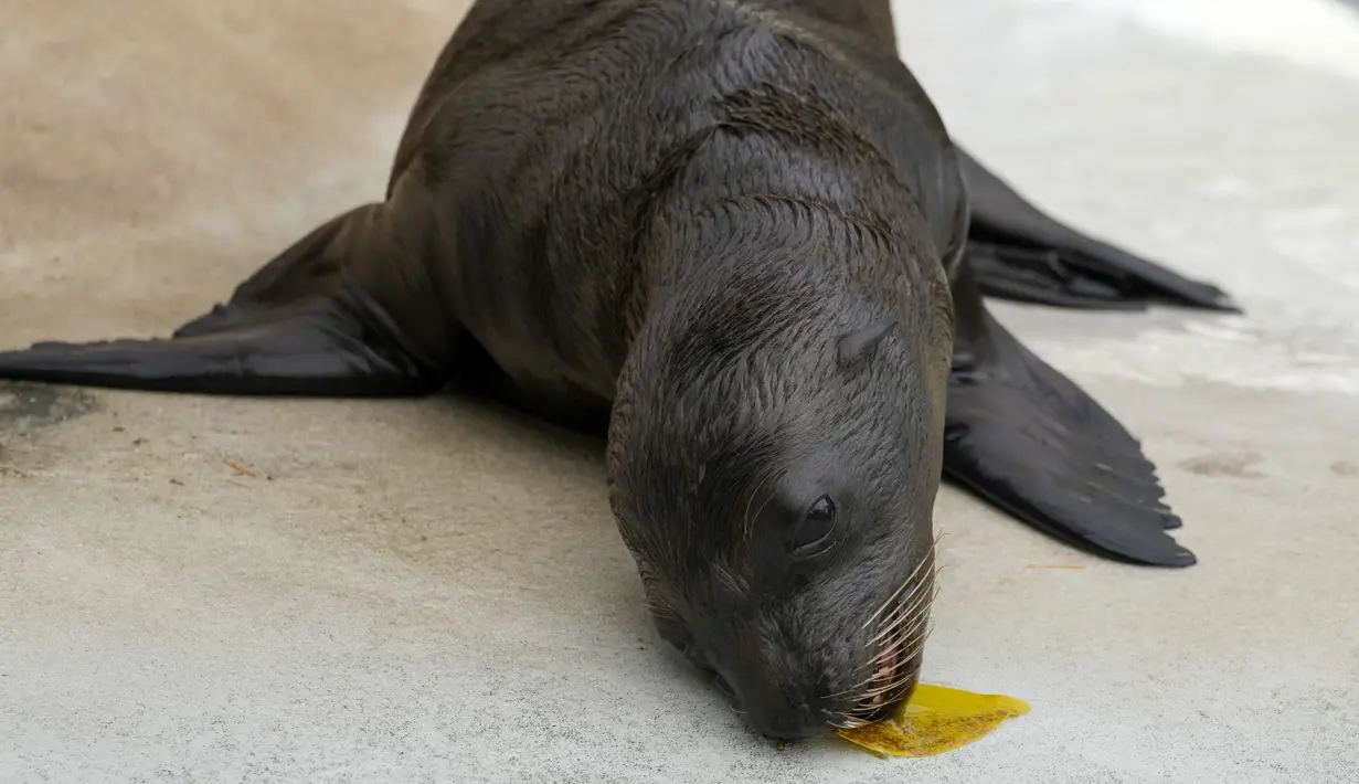 Seekor singa laut California (Zalophus californianus) berusia 15 hari bermain dengan daun di kebun binatang Bioparco Roma, Kamis, 22 Juni 2023.  (AP Photo/Andrew Medichini)