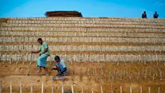 Pengungsi Rohingya menanam rumput di bukit untuk mencegah tanah longsor di Kamp Pengungsi Kutupalong, Bangladesh, 30 April 2018. Hal ini sebagai persiapan untuk menghadapi musim hujan. (AP Photo / A.M. Ahad)