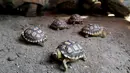 Lima kura-kura Afrika yang baru lahir (Centrochelys Sulcata) berjalan di kebun binatang, Guadalajara, negara bagian Jalisco, Meksiko (17/5). (AFP Photo/Ulises Ruiz)
