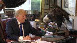 Kandidat calon presiden AS, Donald Trump berusaha menenangkan burung elang botak saat sesi pengambilan foto di kantor Majalah TIME untuk nominasi dia sebagai Person of the Year, Kamis (10/12). (REUTERS/TIME Magazine)