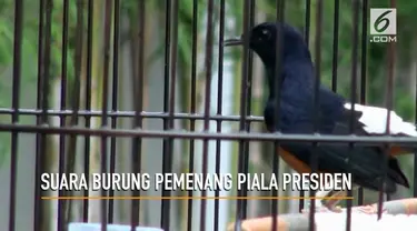 Kitaro, burung jenis Murai Batu yang menjuarai Lomba Kicauan Burung Piala Presiden Jokowi ini memiliki keunikan dan keistimewaan tersendiri.