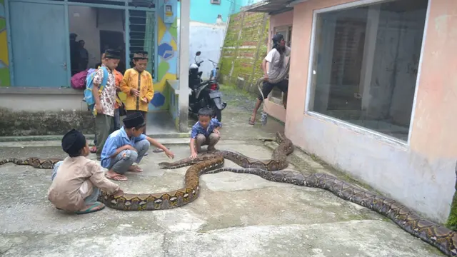 Anak-anak membantu pawang ular mengeluarkan piton berbobot kwintalan. (Foto: Liputan6.com/Muhamad Ridlo)
