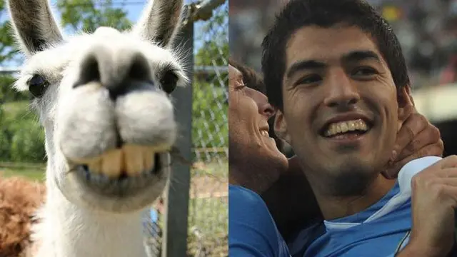 Ini Dia 5 Bintang &amp; Pelatih Sepak bola Berwajah Mirip Hewan