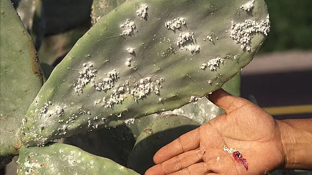 Ilustrasi Serangga Cochineal