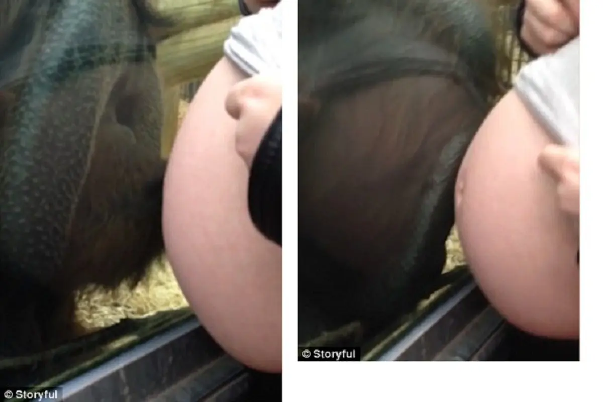 [Bintang] Orangutan dan wanita hamil