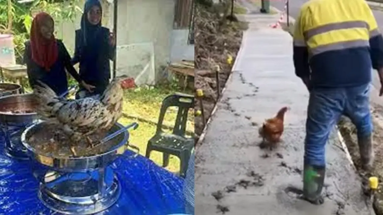 9 Tingkah Ayam Ganggu Manusia Ini Bikin Geregetan, Kocak
