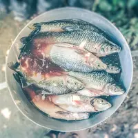 ilustrasi mimpi membeli ikan/Jairo Alzate/unsplash