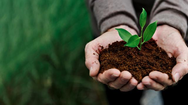 Ilustrasi pupuk kopi