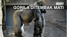 Seekor gorila terpaksa ditembak mati setelah menyeret anak balita selama 10 menit