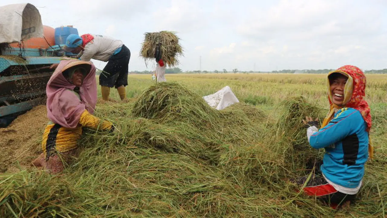 Petani