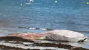 Kondisi bangkai paus sirip yang tergeletak di pantai di Penmarc'h, Prancis barat pada Selasa (13/8/2019). Paus sepanjang 13 meter yang terdampar setelah mati di laut tersebut merupakan mamalia terbesar kedua di dunia. (Photo by Fred TANNEAU / AFP)