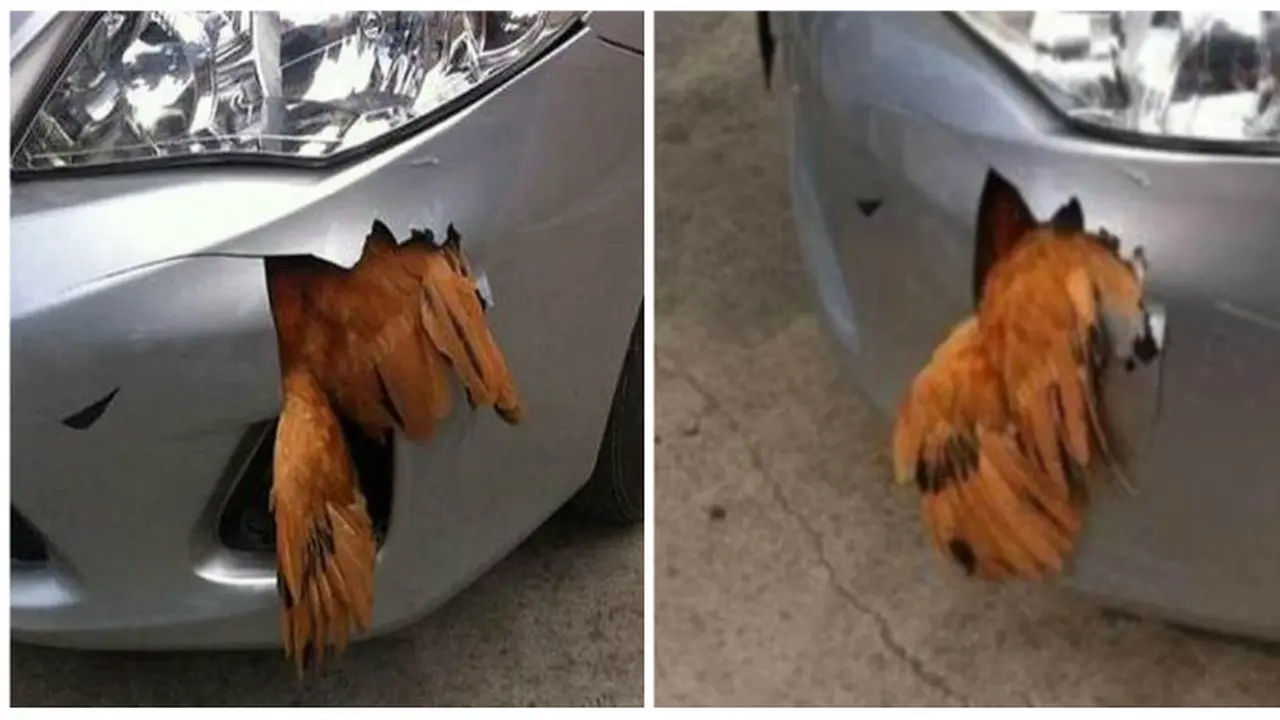 Ditabrak dengan Kecepatan 112 Km/jam, Ayam Ini Selamat 