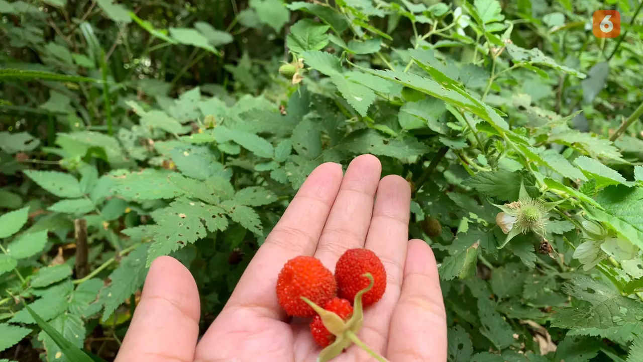 Buah Aberi