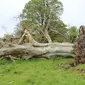 Pohon berusia 215 tahun tumbang di Irlandia (LiveScience/ Marion Dowd)