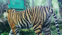 Harimau Bonita ketika masih bebas berkeliaran di Dusun Danau, Kecamatan Pelangiran, Kabupaten Indragiri Hilir. (Liputan6.com/Dok BBKSDA Riau/M Syukur)