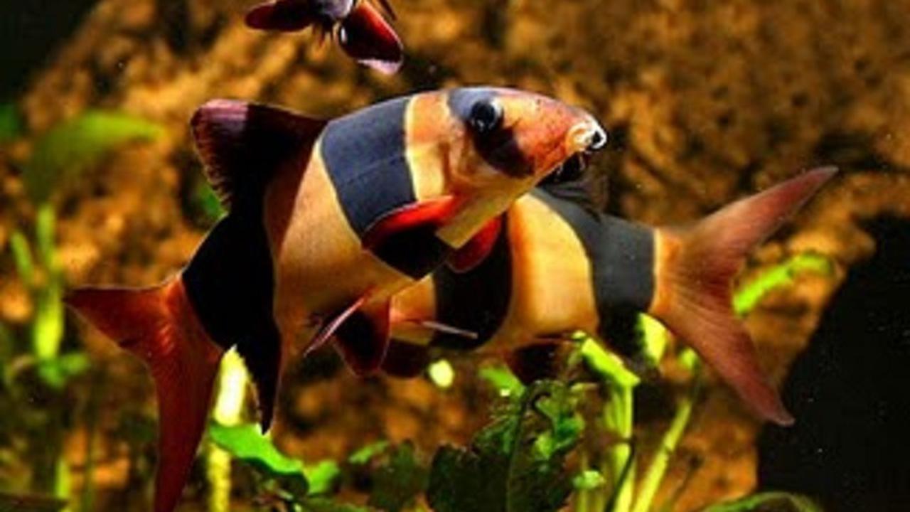 Botia Si Ikan Hias Langka Khas Jambi Terancam Punah