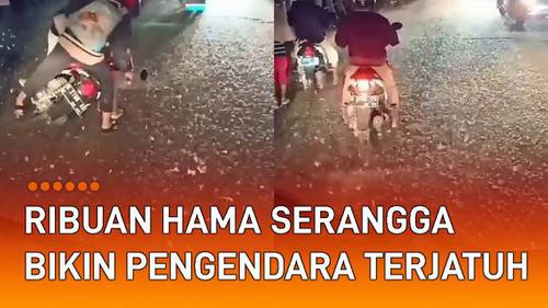VIDEO: Muncul Ribuan Hama Serangga di Jalan, Bikin Pengendara Motor Terjatuh