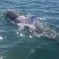 Seekor lumba-lumba hidung botol tertangkap kamera terbungkus kaus di lepas pantai Australia.