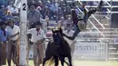 Seorang gaucho terjatuh saat menunggangi kuda liar dalam perayaan Pekan Creole di Montevideo, Uruguay, (23/3). Creole dilaksanakan bersamaan dengan pekan Paskah. (REUTERS/Andres Stapff)