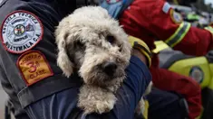 Petugas pemadam kebakaran membawa seekor anjing yang ditemukan dua hari setelah letusan gunung Fuego yang tertutup debu di desa San Miguel Los Lotesi Departemen Escuintla, sekitar 35 km di barat daya Kota Guatemala (5/6). (AFP Photo/Johan Ordonez)