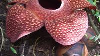 Bunga Rafflesia Arnoldi Kembali Mekar di Rejang Lebong Bengkulu