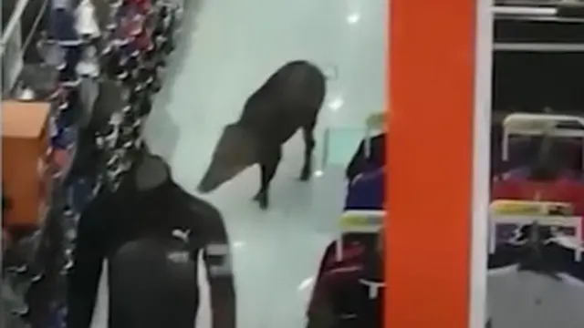 Viral Babi Liar Masuk dan Berkeliaran di Dalam Mal, Bikin Panik Pengunjung